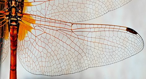 dragonfly-wing-closeup
