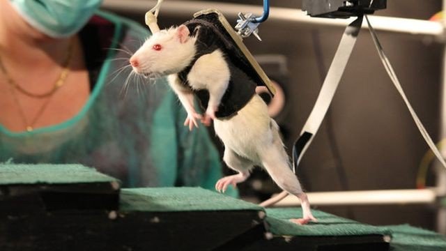 01rats1-articleLarge