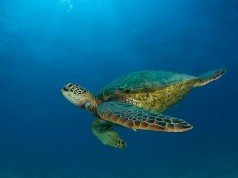Откриен најстариот фосил од морска желка