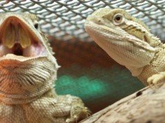 Што се случува? Машки гуштери почнаа да несат јајца
