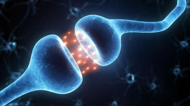 synapses