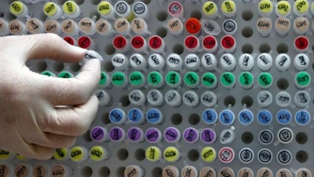 gmo-humans