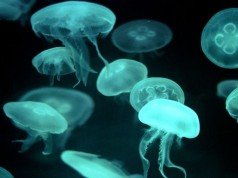 Шест суштества што се речиси биолошки бесмртни