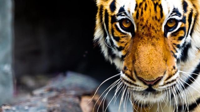 TigerPop_FEAT