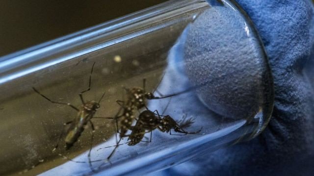 Gty_zika_Wolbachia_mm_160504_12x5_1600