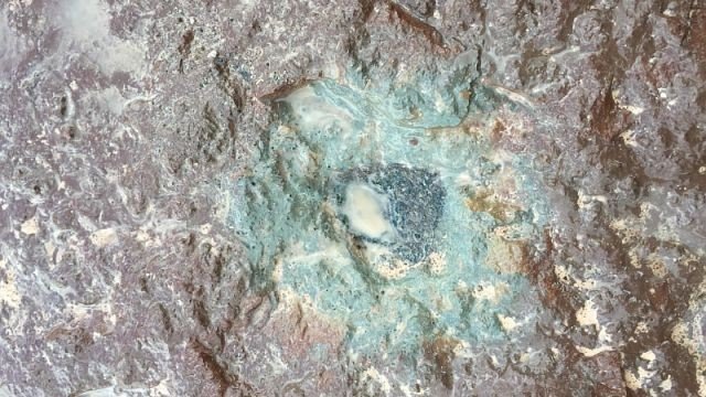 fossil-meteorite