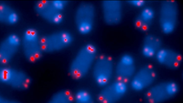 cell-aging