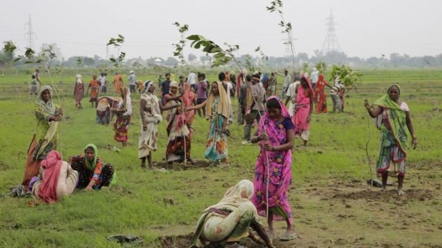 India Planting Trees