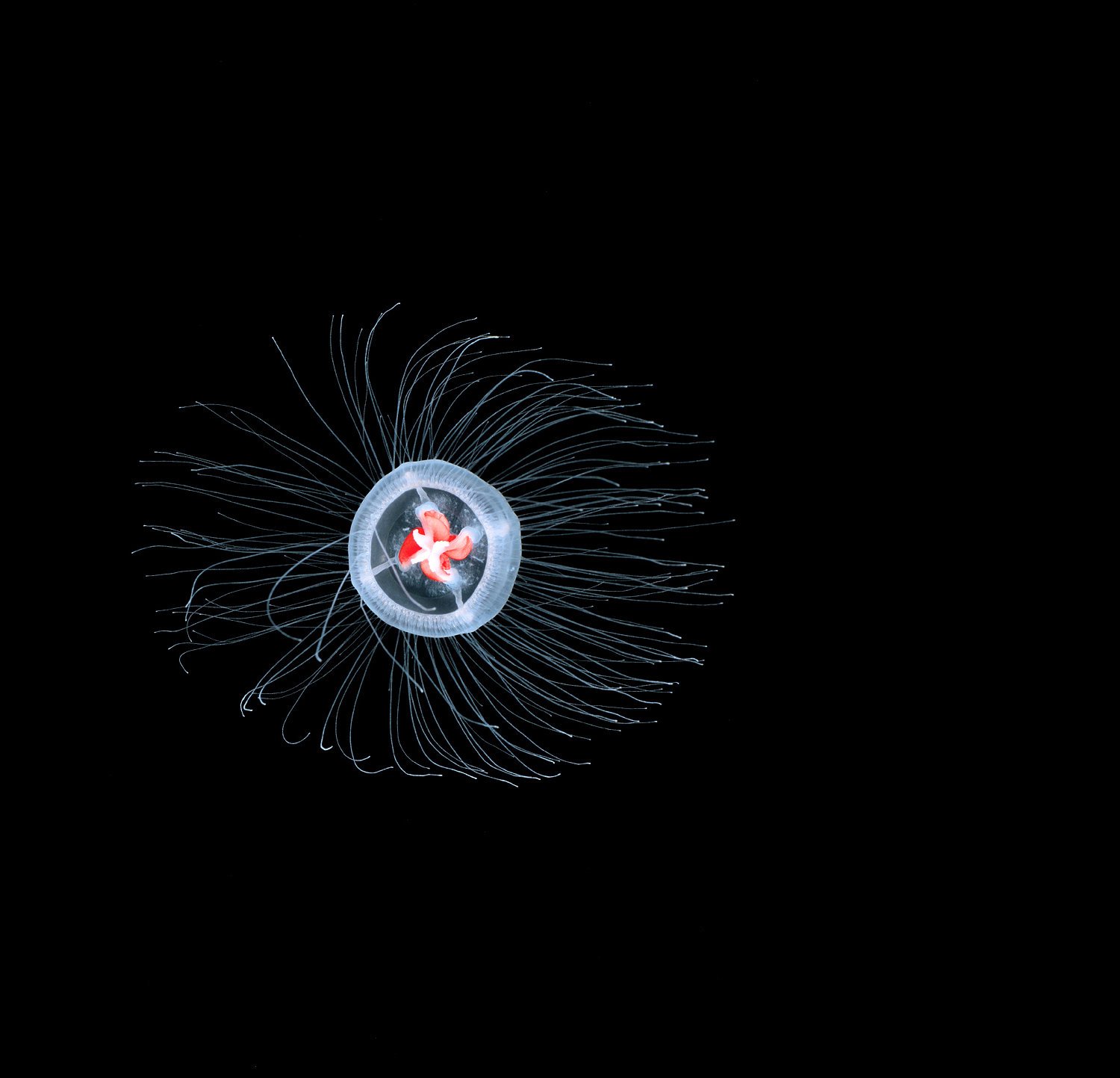 02jellyfish1-superJumbo-v3