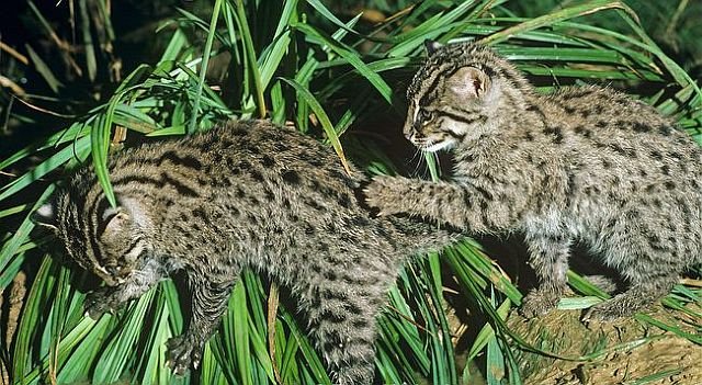 Fishing-cat-kittens-at-waters-edge