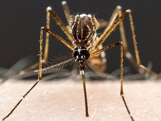 A female Aedes aegypti mosquito feeds from a researcher at Rockefeller University.