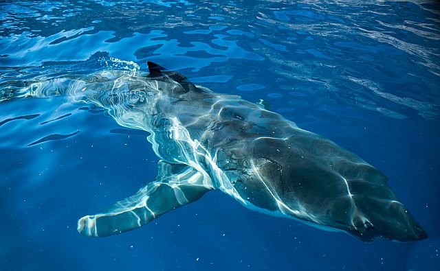 Big females, like Shark Ameria arrive in Guadalupe around November time. Its thought they time their arrival to the Northern Elephant seal migration.