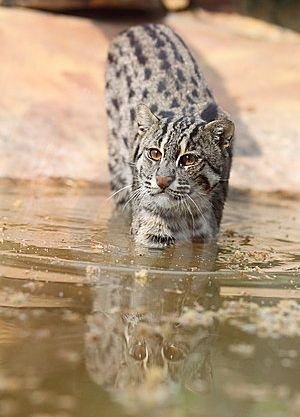 fishing-cat