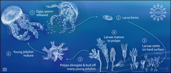 lifecycle