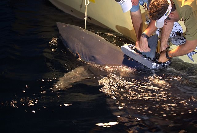 Professional shark tagger Keith Poe, and marine biologists Greg Stuntz, Matt Ajemain and their team use state-of-the-art technology to caption hunting technics of thousand-pound mako shark - what fishermen call a "grander."