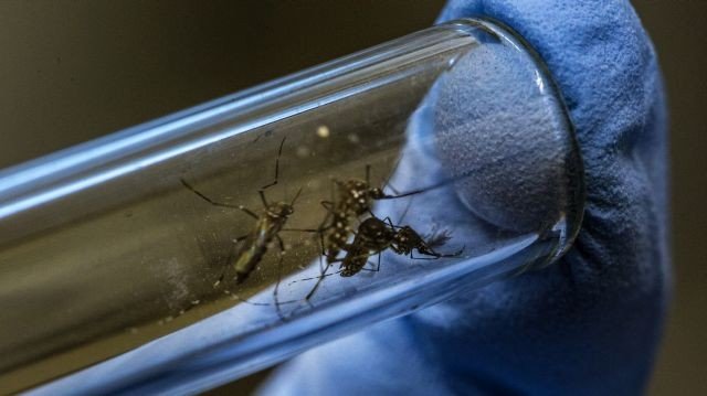 Mosquitoes Tested For Zika At The Oswaldo Cruz Foundation Research Facility