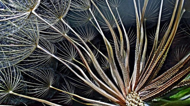 nikon-small-world-photography-winners-201622-580f401872870__880