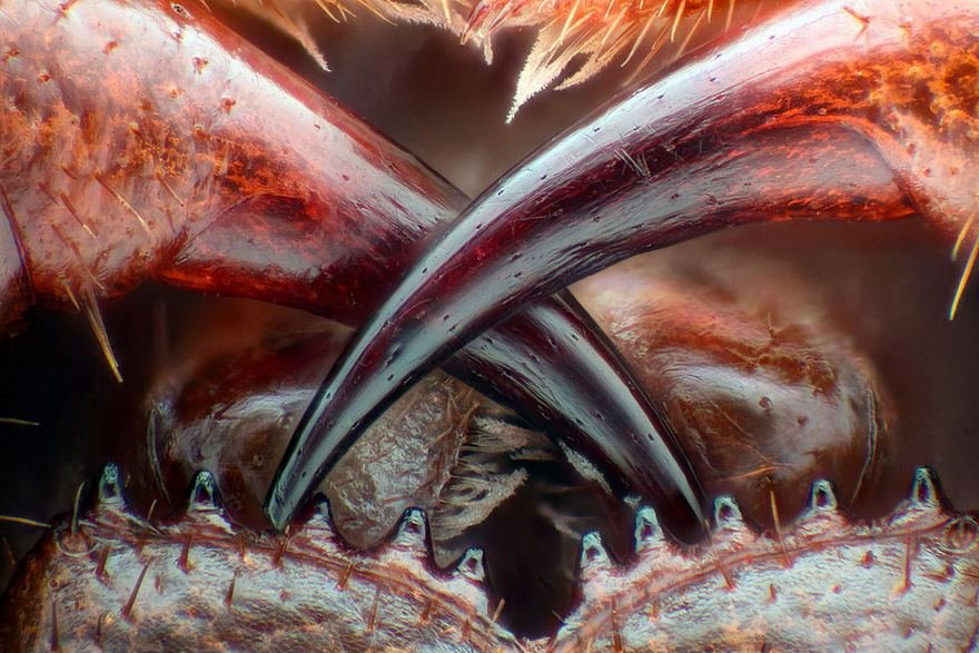 Тринаесто место: Отровни заби на стонокалка (Lithobius erythrocephalus)