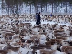 30 години по Чернобил: Ирвасите се сè уште радиоактивни