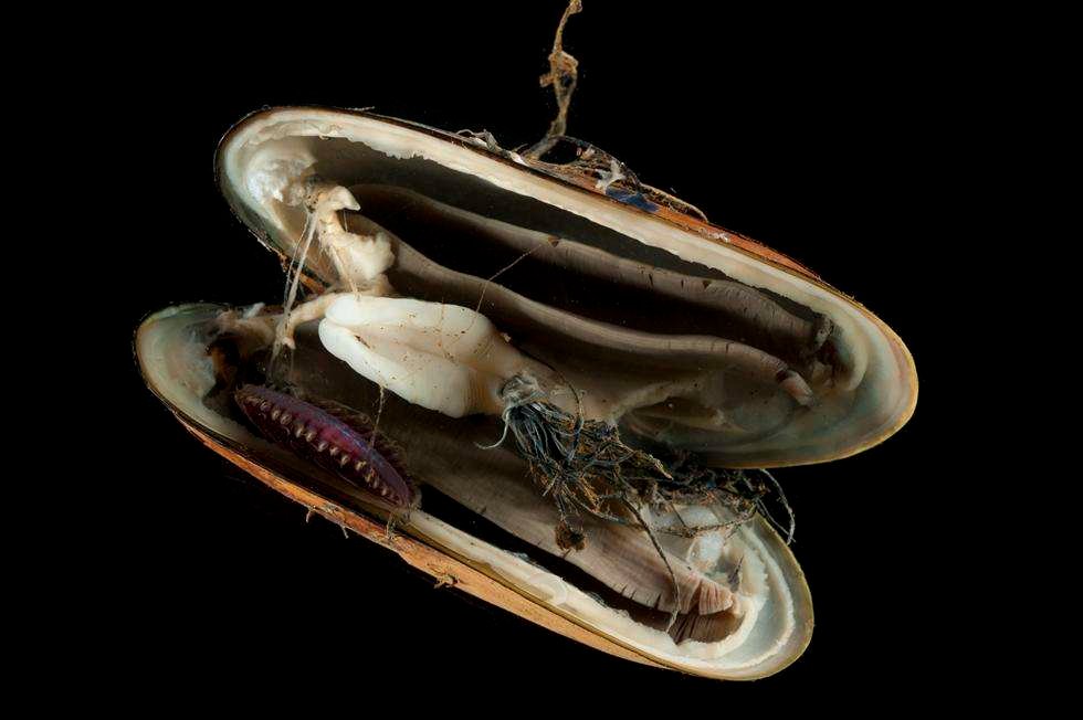 Vent mussel (open shell) with commensal scale worm
