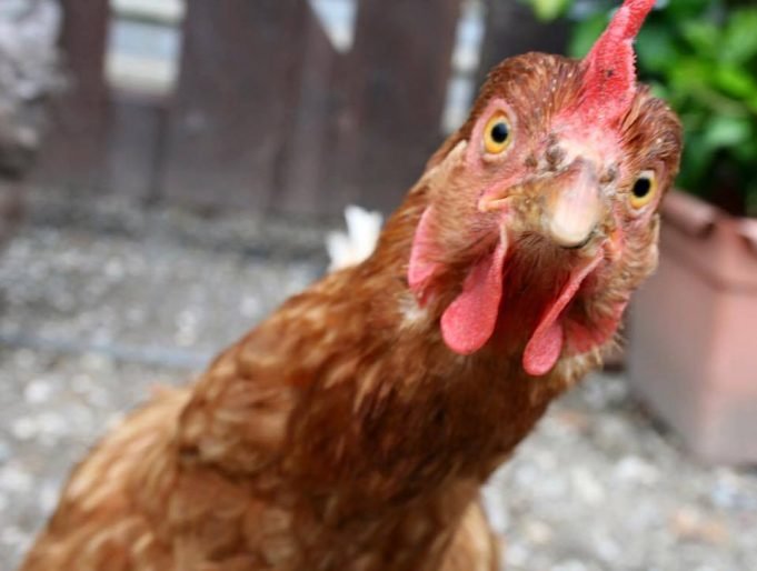 chicken