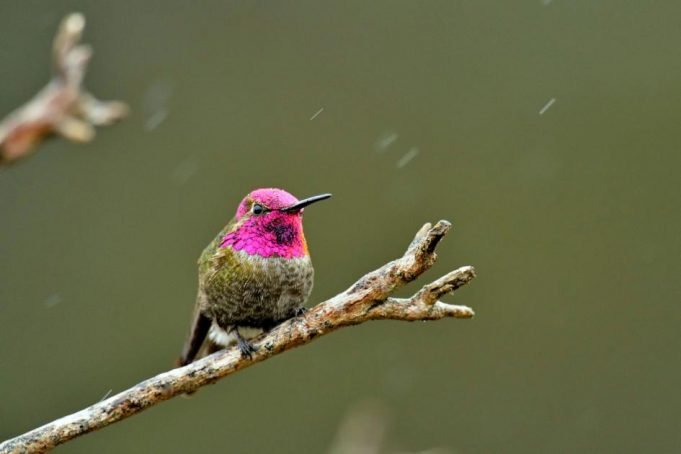 waq-hummingbird-winter-01-ngsversion-1483733429327-adapt-945-1