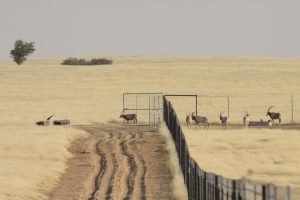 content-1487092750-first-oryx-leaving-the-enclosure-0730-hrs-21-january-2017-c-zsl