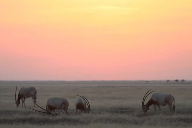 content-1487092843-scimitar-horned-oryx-jan-release-c-zsl-4