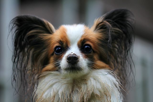 papillon-274183_1920