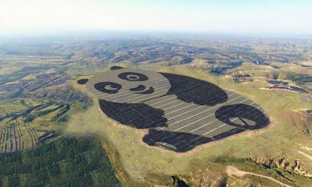 panda1