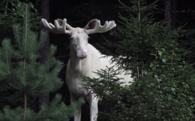 white_moose_screen