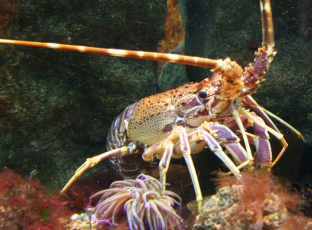 Aragosta mediterranea5