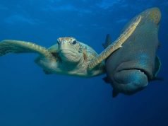 Објавени победниците за комична фотографија на дивиот свет 2017