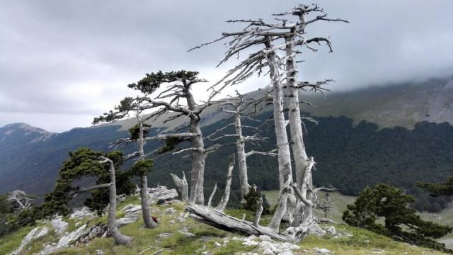 05291203-TreeCover.ab94b306