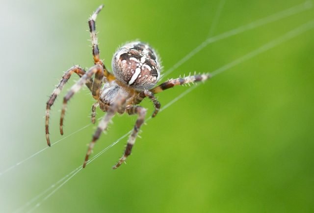 spider-2314507_960_720