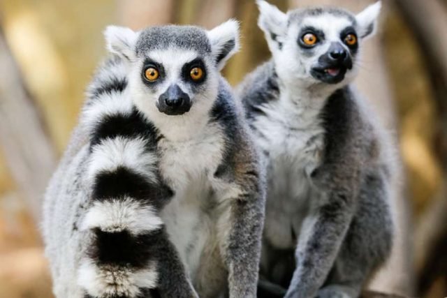 9a924ca6029c8f26a3131489c3a9c96fd7625f4b_lemur_900x600