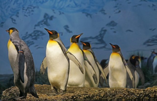 king-penguin-1703294_960_720
