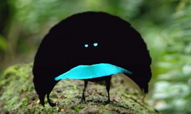 The-Vogelkop-Superb-Bird-of-Paradise-1