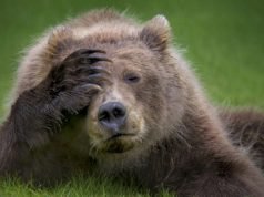Ова се најсмешните фотографии од диви животни за 2018 година