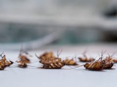 Ако лебарките можат да преживеат нуклеарна катастрофа, тогаш зошто умираат од инсектицид?