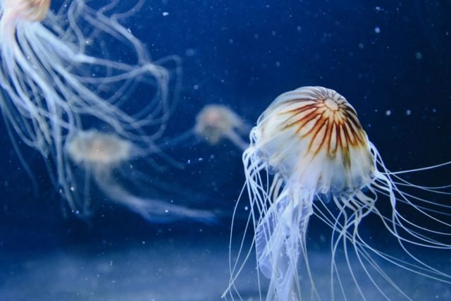 meduze_aps_967437200