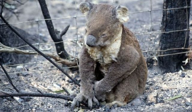 koala