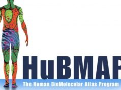 Запознајте ја „HuBMAP“ интерактивната 3Д мапа на човечкото тело