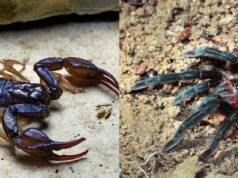 Шкорпија и тарантула во рингот – Кој би бил победникот? Експертите откриваат на кого би се обложиле