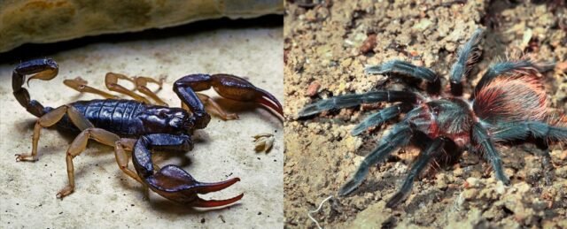 scorpion_vs_spider_1024