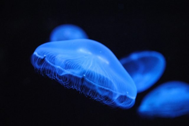 meduza