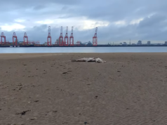 (ВИДЕО) Суштество долго скоро 5 метри пронајдено на плажа во Англија