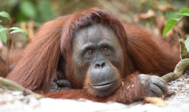 orangutan
