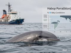 Студија открива регионални разлики во здравјето на морските свињи во Северното Море