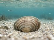 Тврда морска школка лежи полузакопана во песок под мирна, сино-зелена морска вода.